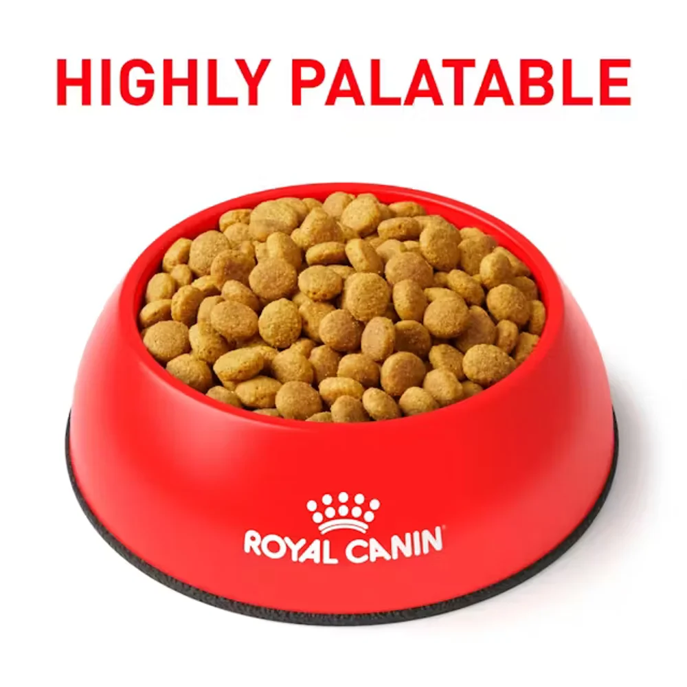 Royal Canin Renal Support A dry cat food bag with round kibble for appetite stimulation in cats with kidney disease. Royal Canin Renal Support A dry cat food bag with round kibble for appetite stimulation in cats with kidney disease.