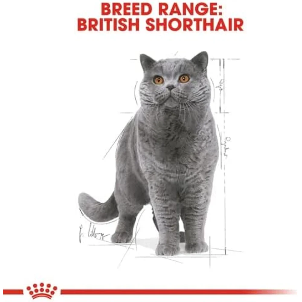 Royal Canin British Shorthair wet cat food pouch featuring thin slices in gravy, tailored for the muscular body of British Shorthair cats. Royal Canin British Shorthair wet cat food pouch featuring thin slices in gravy, tailored for the muscular body of British Shorthair cats.