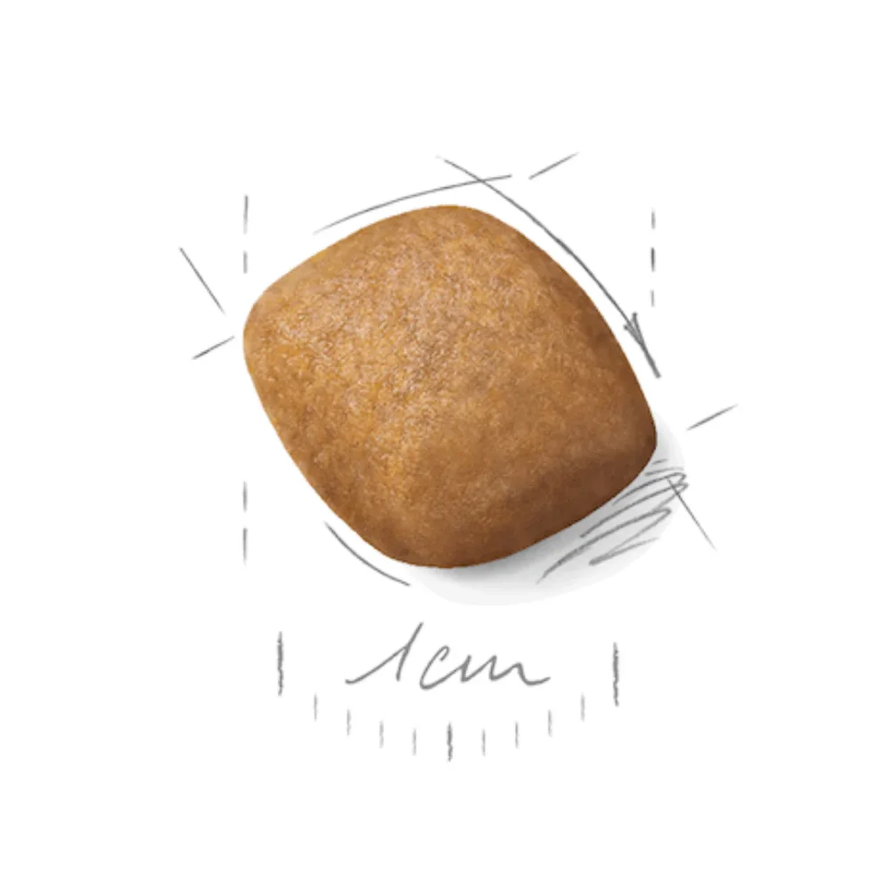 Royal Canin Pomeranian Adult 1.5kg bag featuring specialized kibble for tiny jaws and a fluffy double coat. Royal Canin Pomeranian Adult 1.5kg bag featuring specialized kibble for tiny jaws and a fluffy double coat.