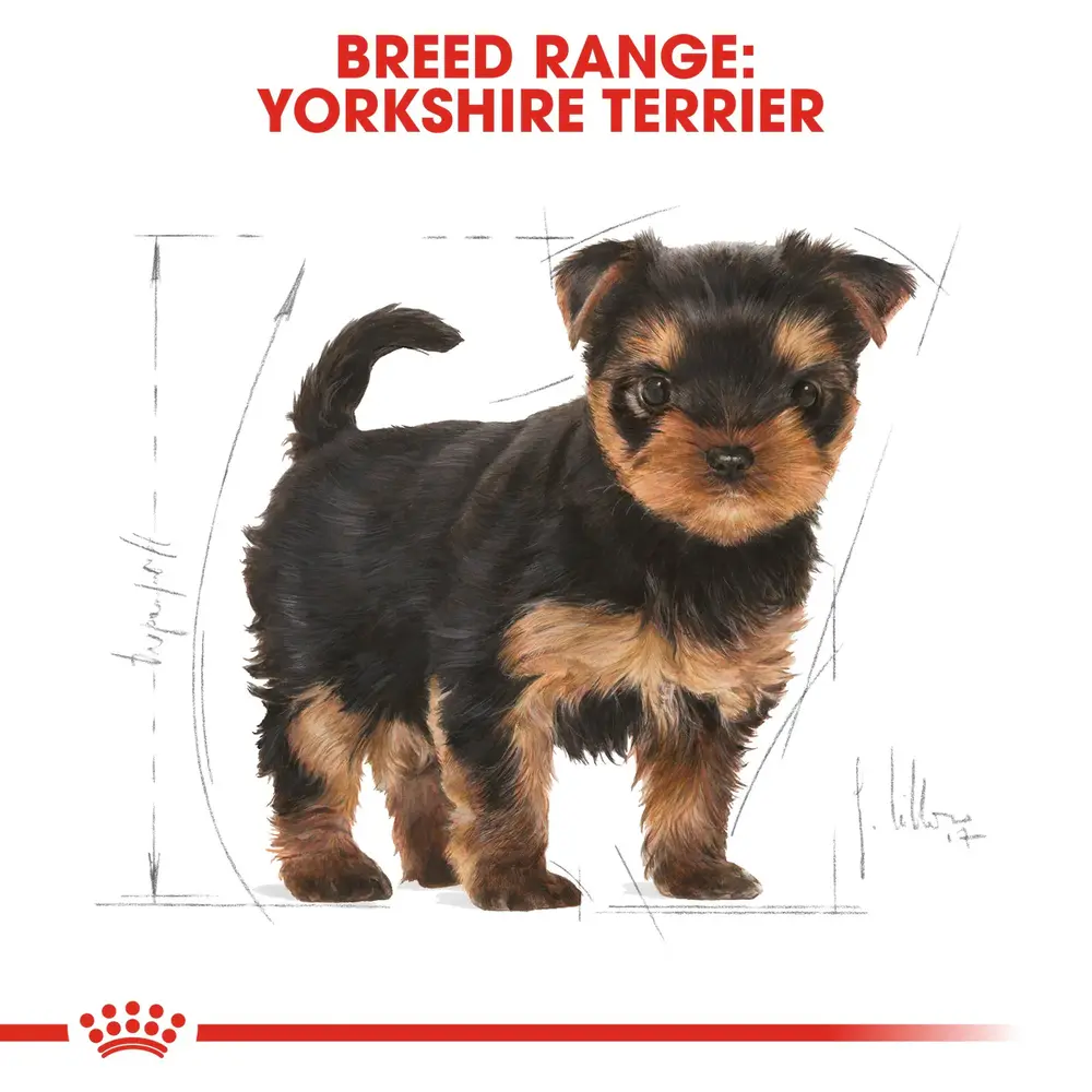 Royal Canin Yorkshire Terrier Puppy dry dog food bag showing specialized kibble for Yorkie puppies 8 weeks to 10 months old. Royal Canin Yorkshire Terrier Puppy dry dog food bag showing specialized kibble for Yorkie puppies 8 weeks to 10 months old.